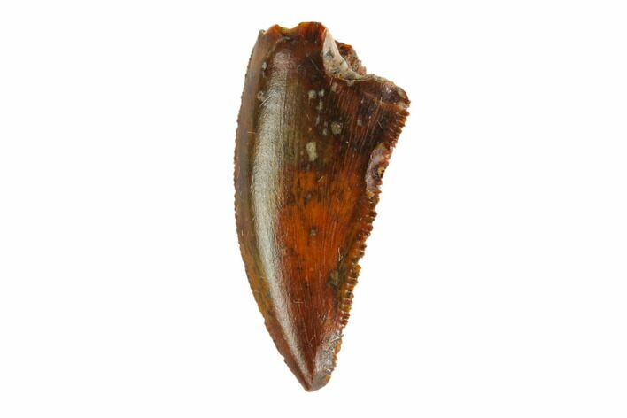 Serrated, Raptor Tooth - Real Dinosaur Tooth #144643